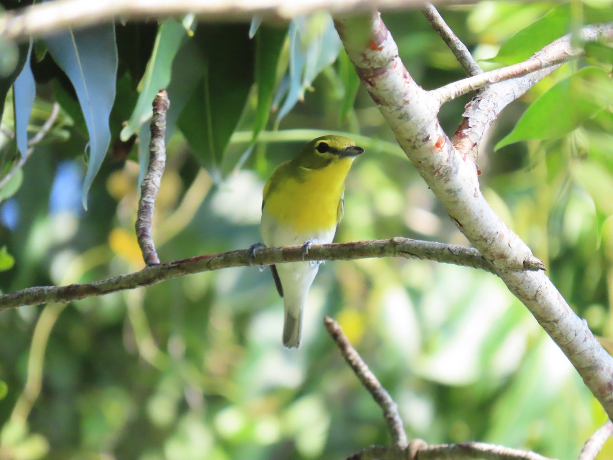 Yellow-throated Vireo - ML644686001