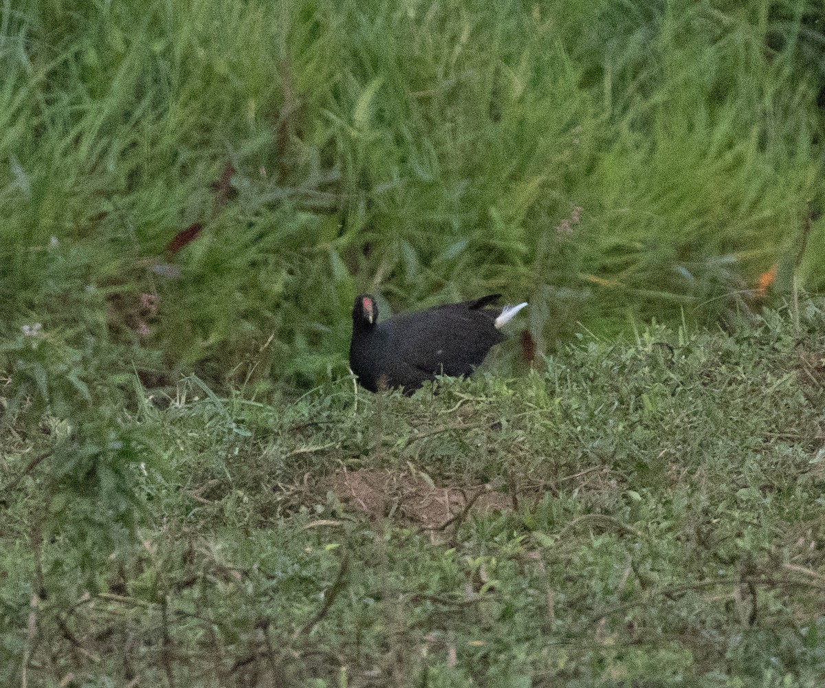 sivhøne - ML644686004