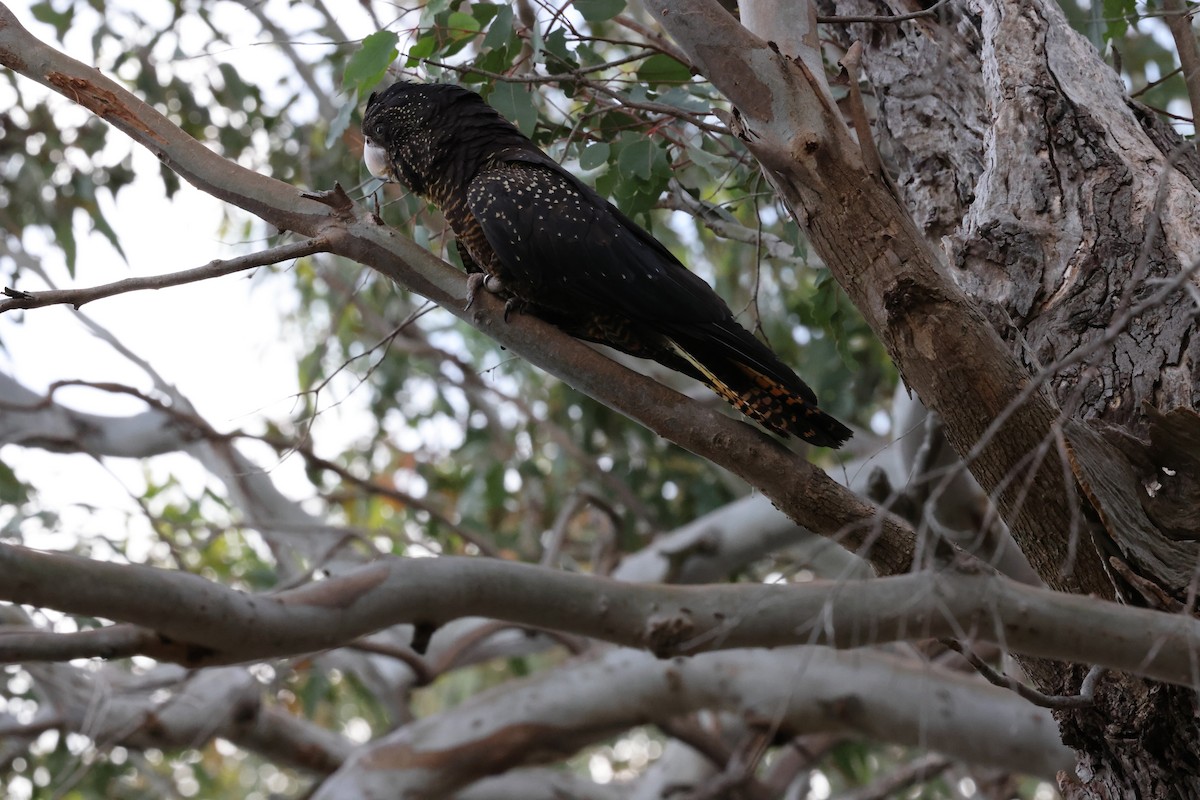 Red-tailed Black-Cockatoo - ML644686005