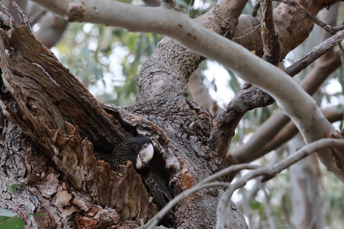 Red-tailed Black-Cockatoo - ML644686012