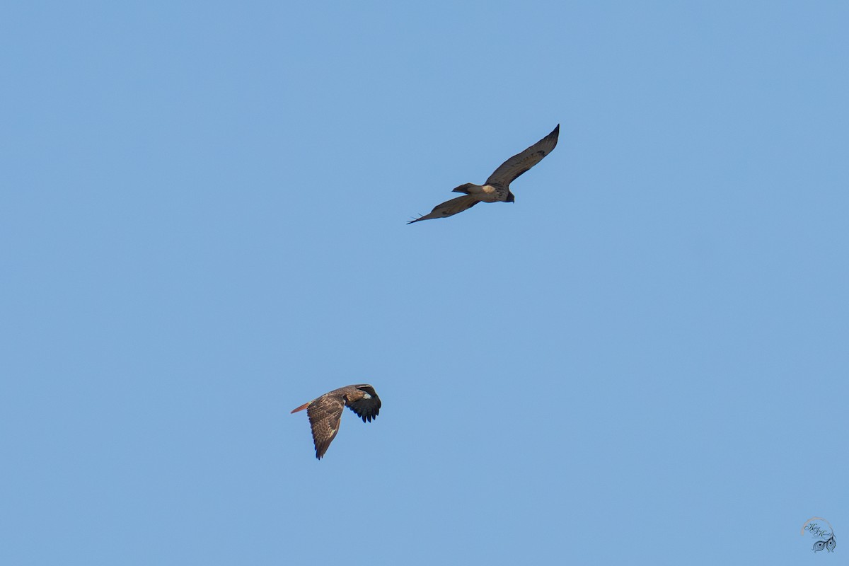 Red-tailed Hawk - ML644686019