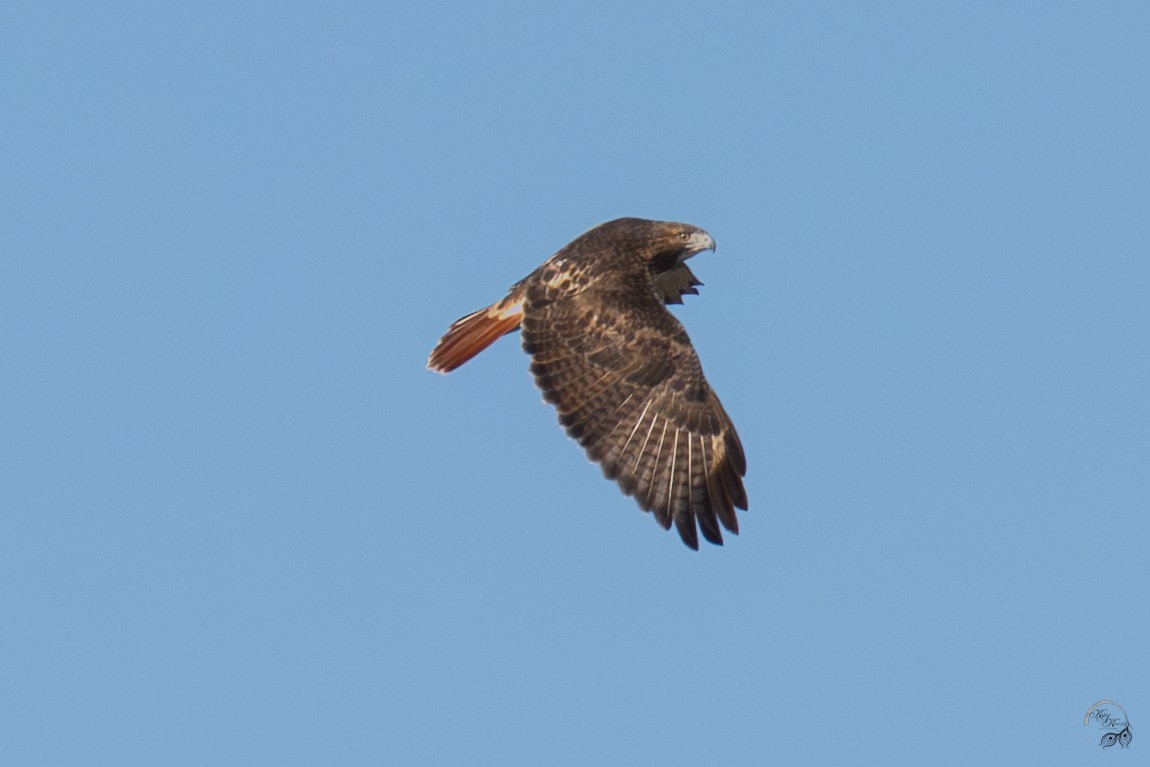 Red-tailed Hawk - ML644686021