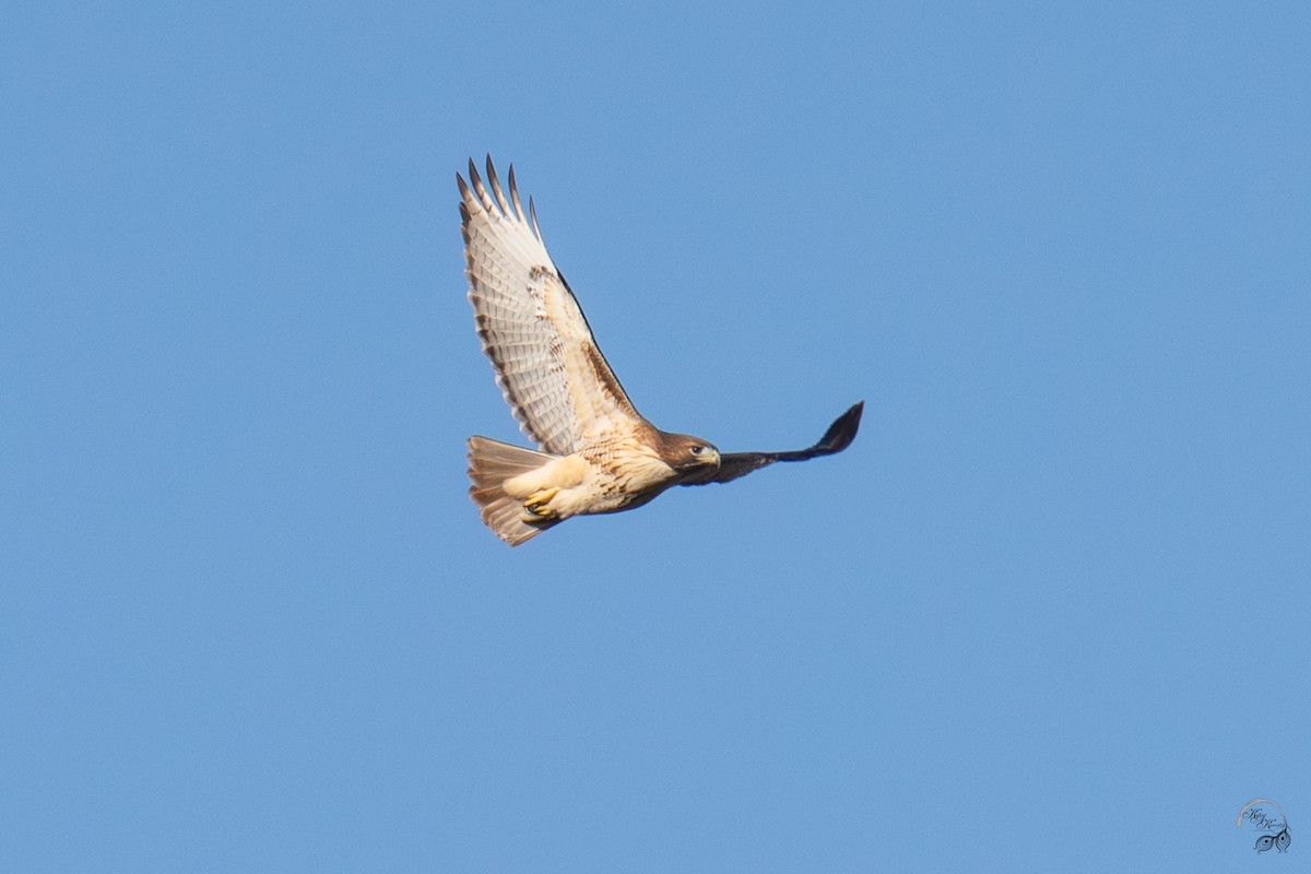 Red-tailed Hawk - ML644686022
