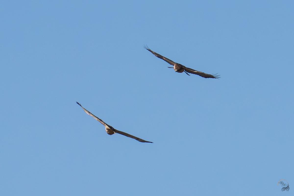 Red-tailed Hawk - ML644686024