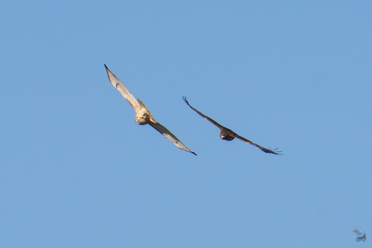 Red-tailed Hawk - ML644686025