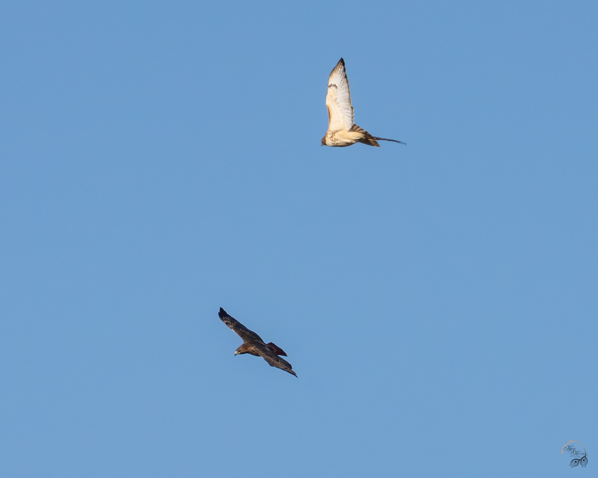 Red-tailed Hawk - ML644686026