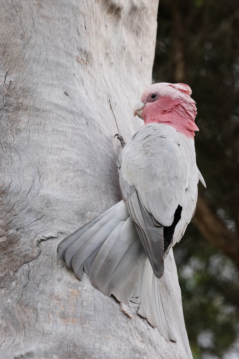 Galah - ML644686027