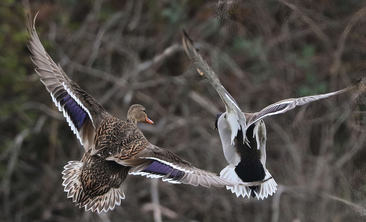 stokkand - ML644686028