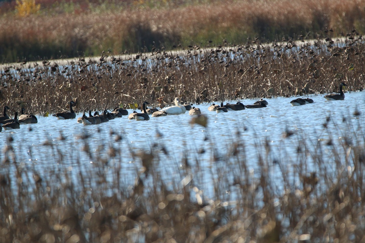 Tundra Swan (Whistling) - ML644686032
