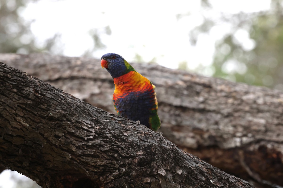 Rainbow Lorikeet - ML644686036