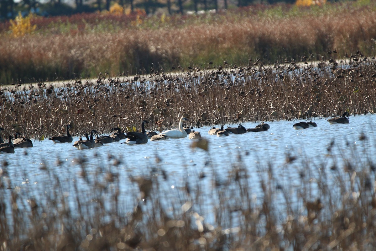 Tundra Swan (Whistling) - ML644686037