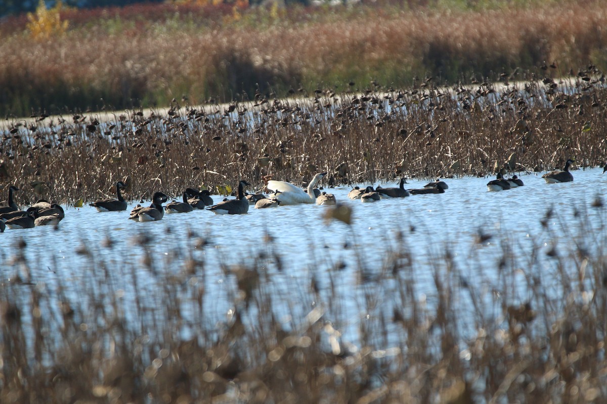 Tundra Swan (Whistling) - ML644686043