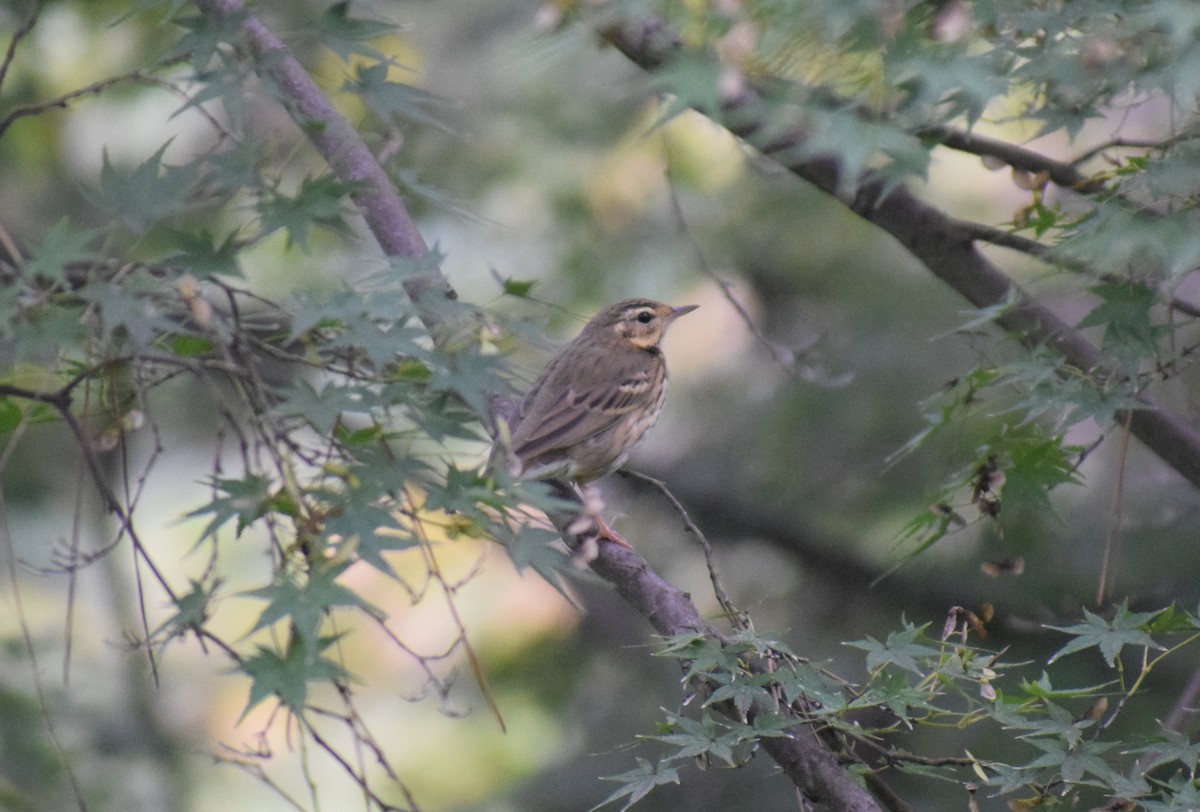 樹鷚 - ML644686044