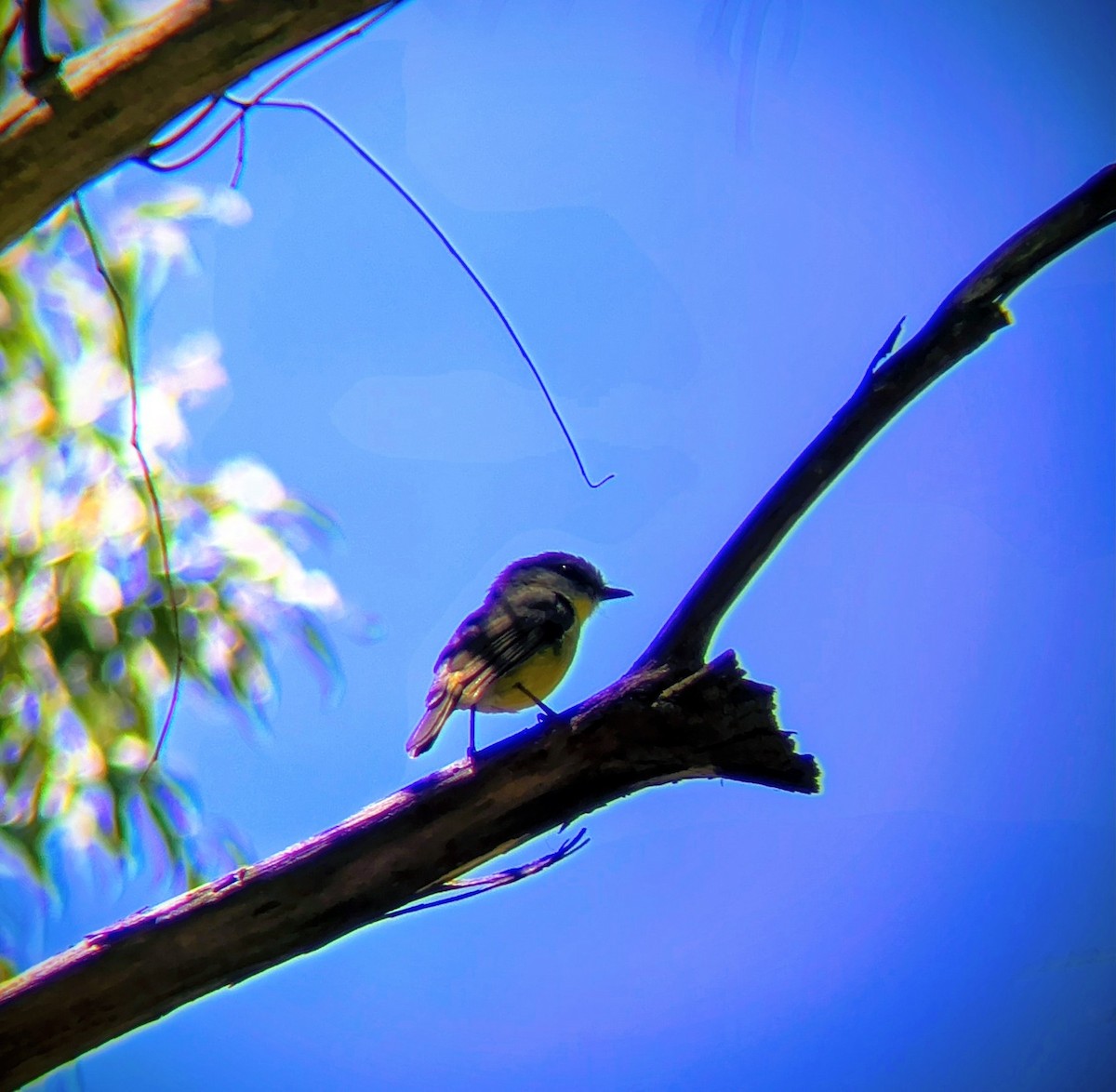 Жёлтая дриада - ML644686046