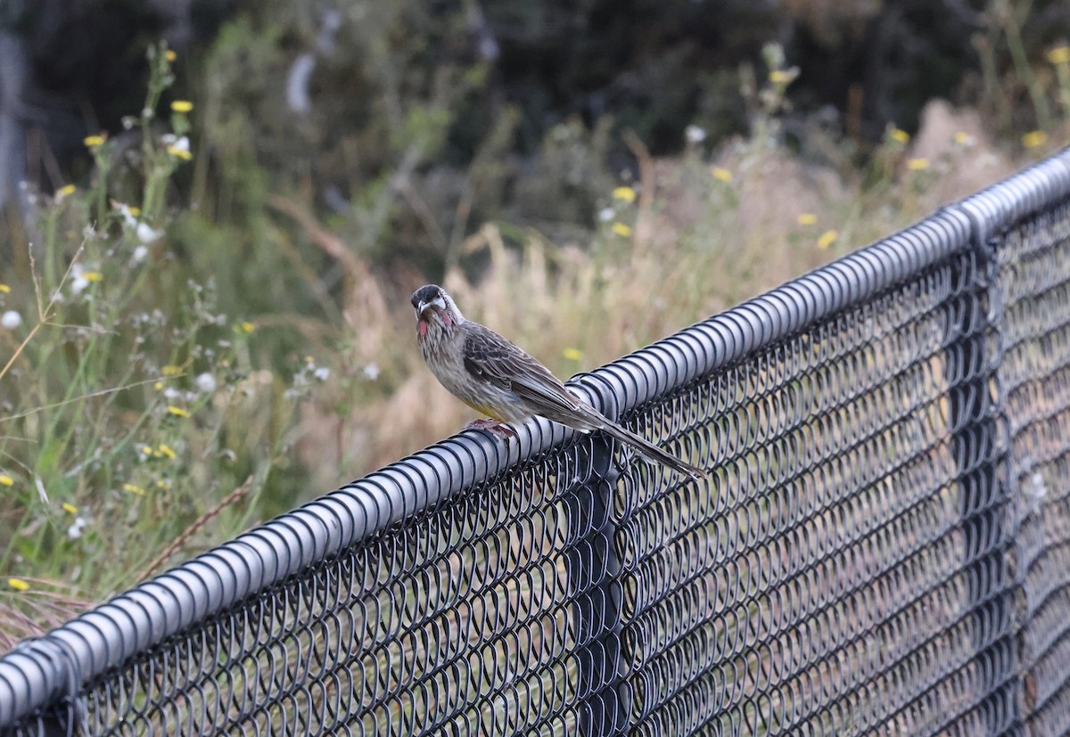 Red Wattlebird - ML644686047