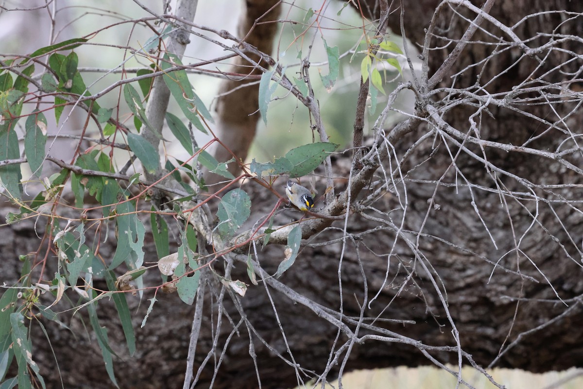 Striated Pardalote - ML644686052