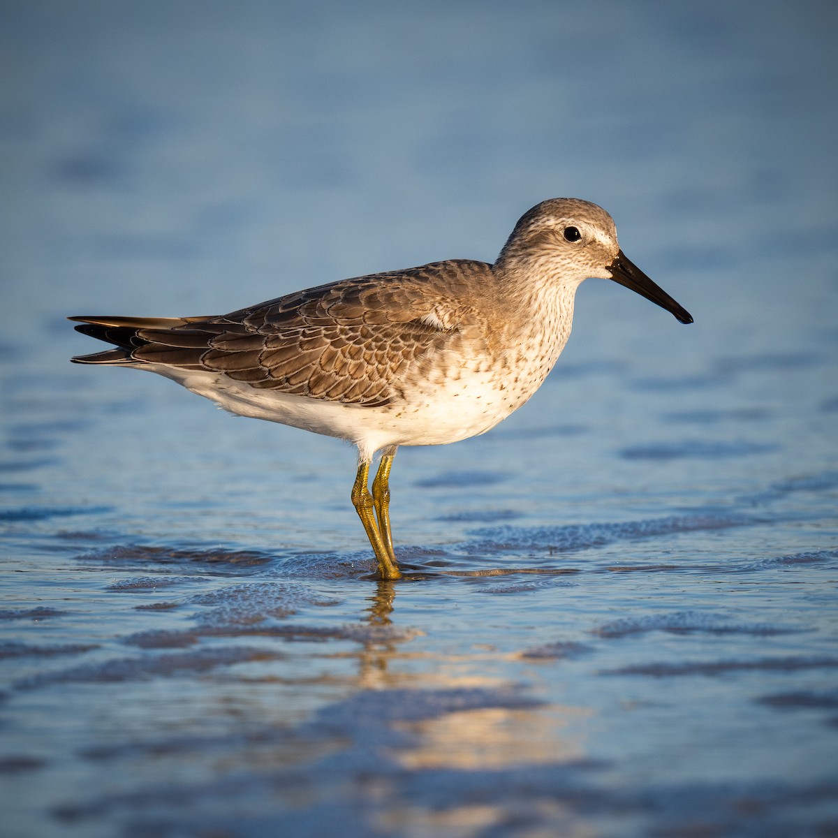 Red Knot - ML644686054