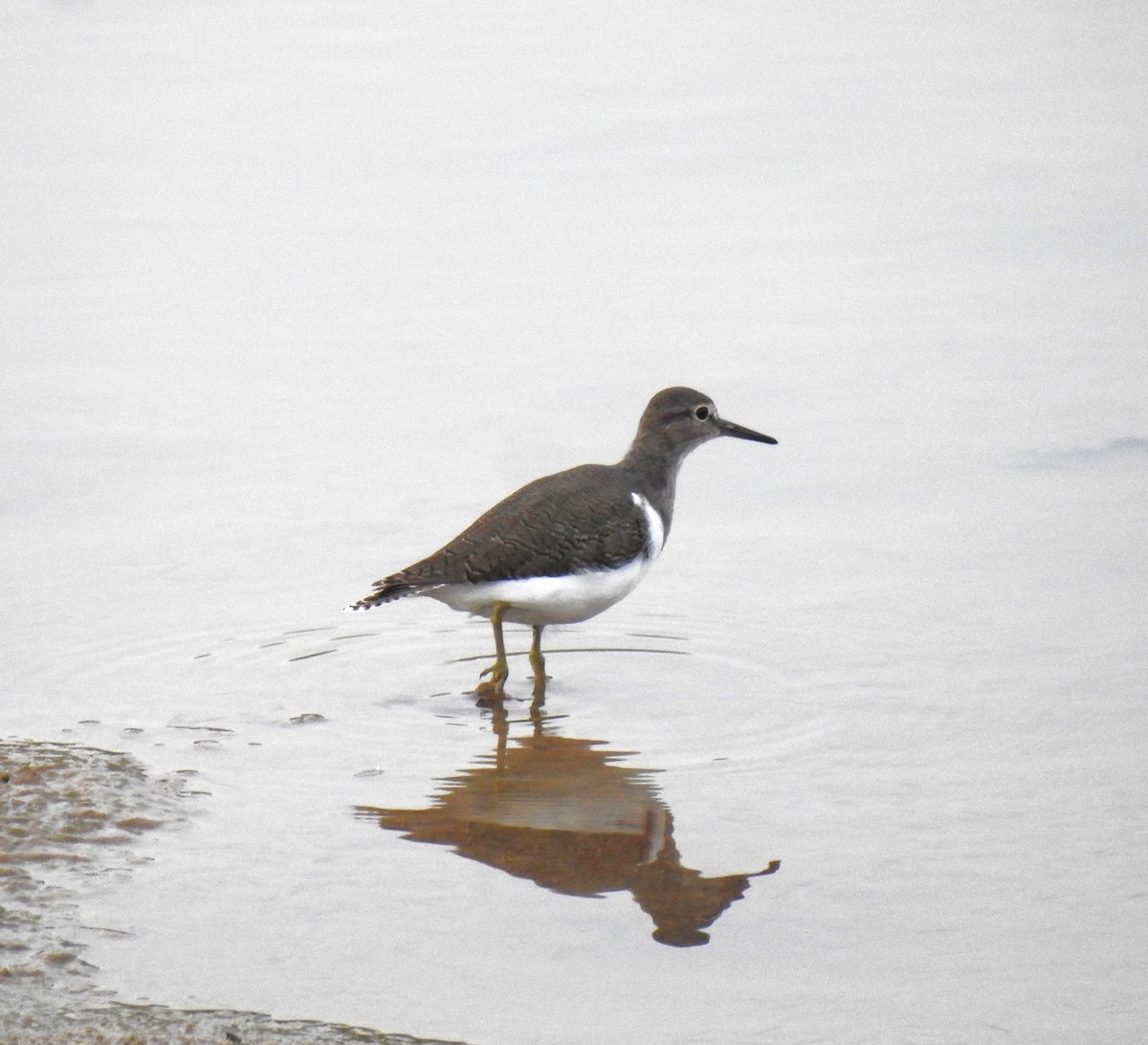 Common Sandpiper - ML644686074
