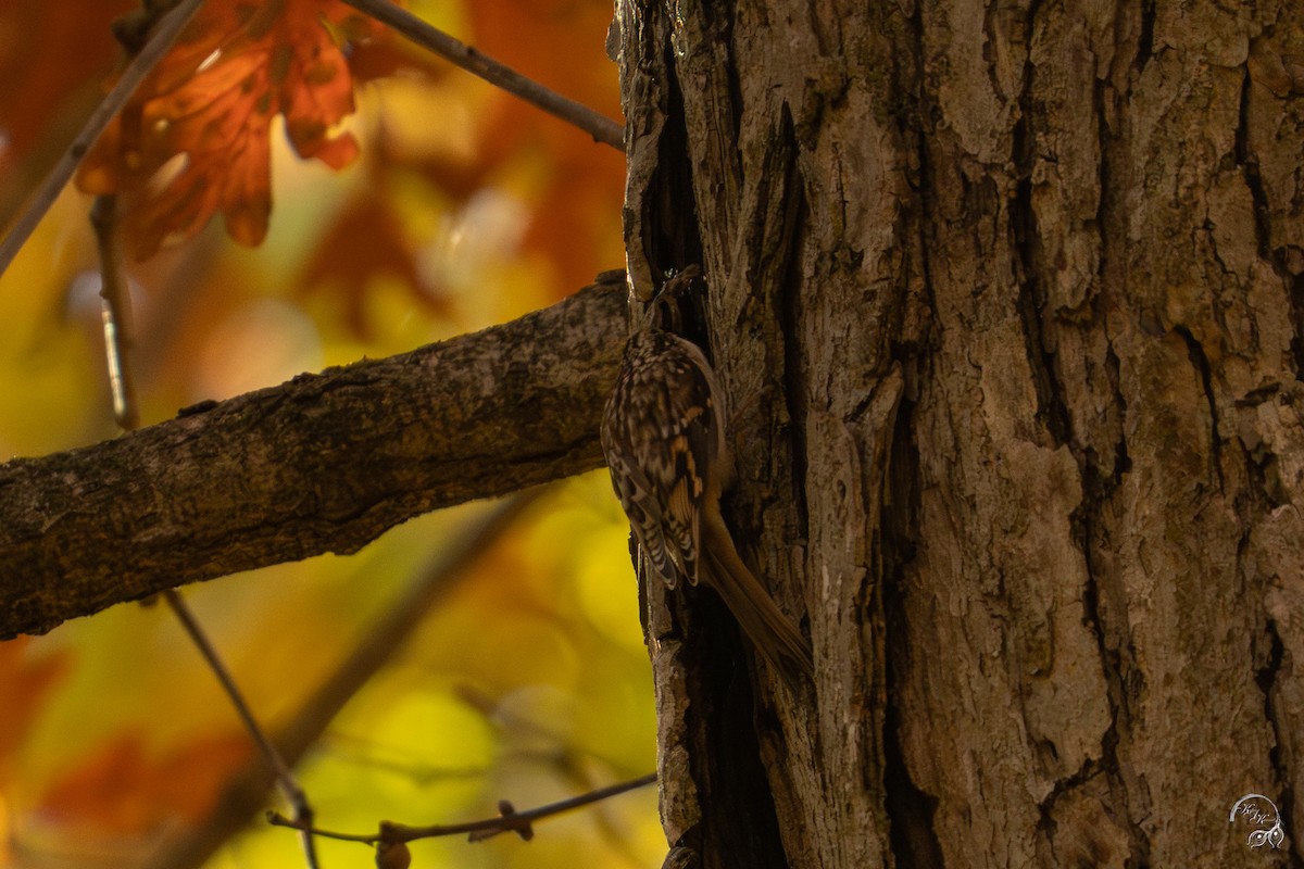 Grimpereau brun - ML644686075