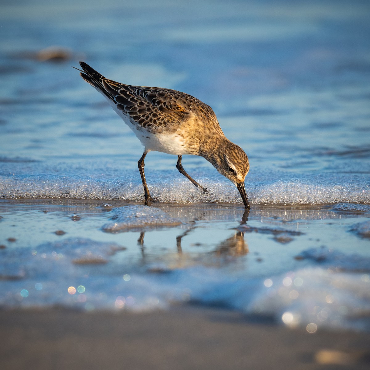 Weißbürzel-Strandläufer - ML644686091