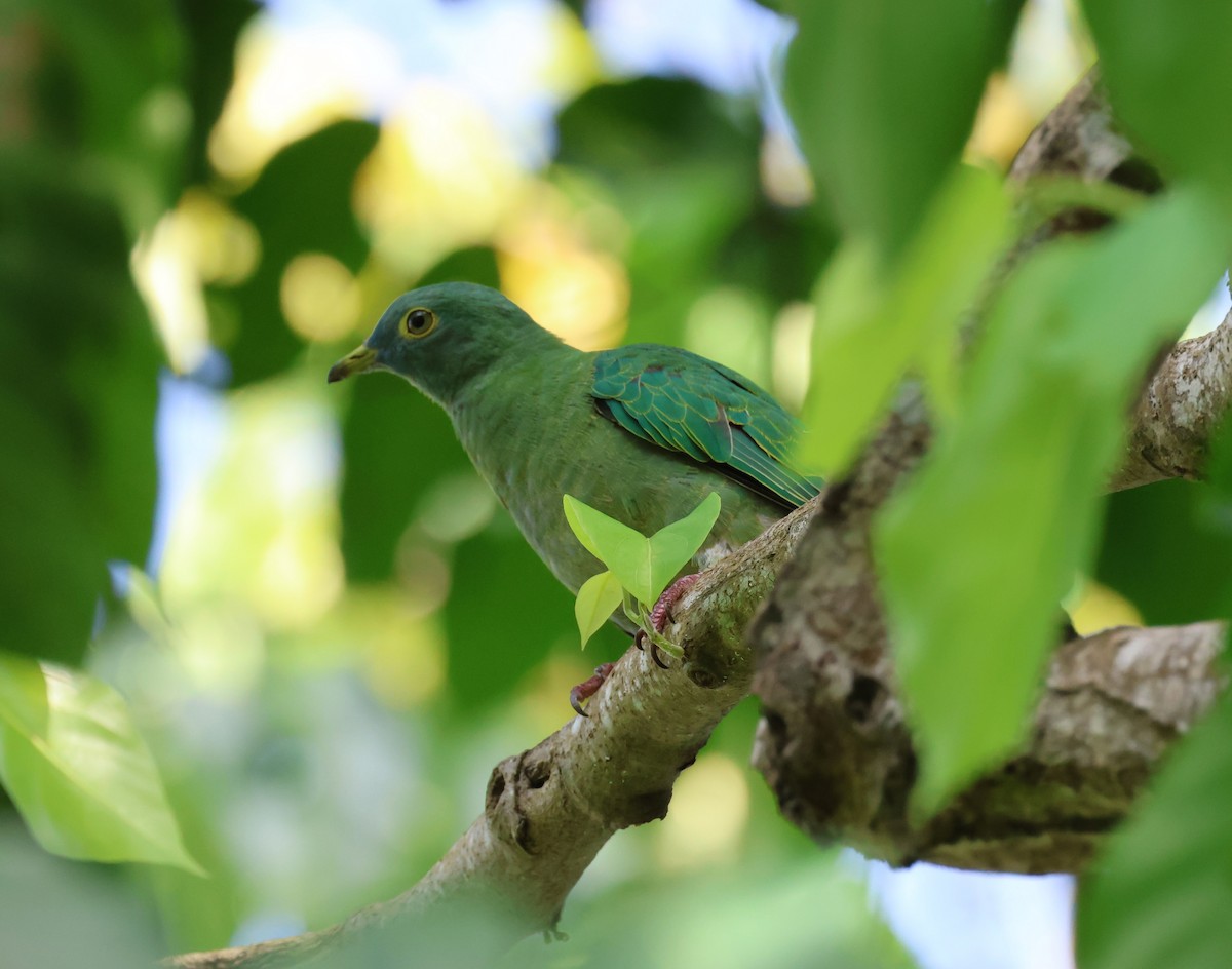 Black-naped Fruit-Dove - ML644686097