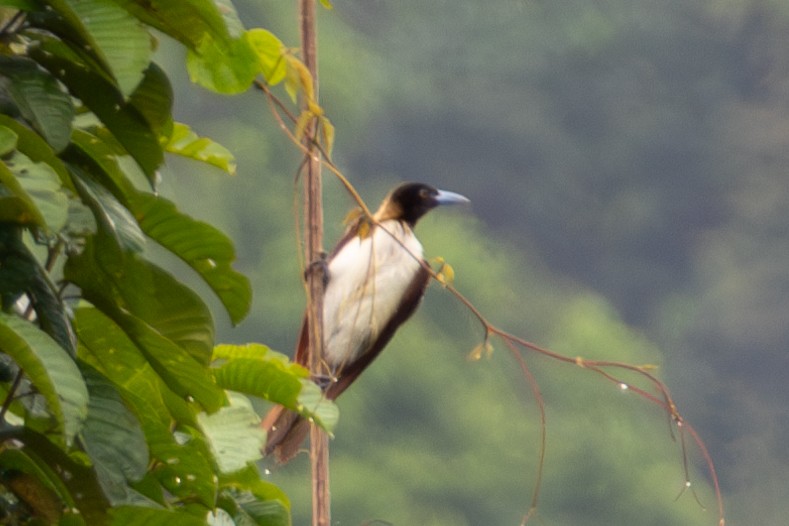 Lesser Bird-of-Paradise - ML644686098