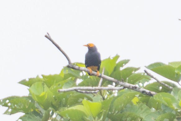 Yellow-faced Myna - ML644686102