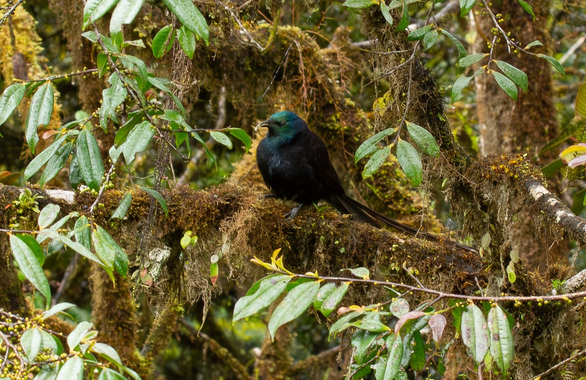 prinsesseparadisfugl - ML644686107