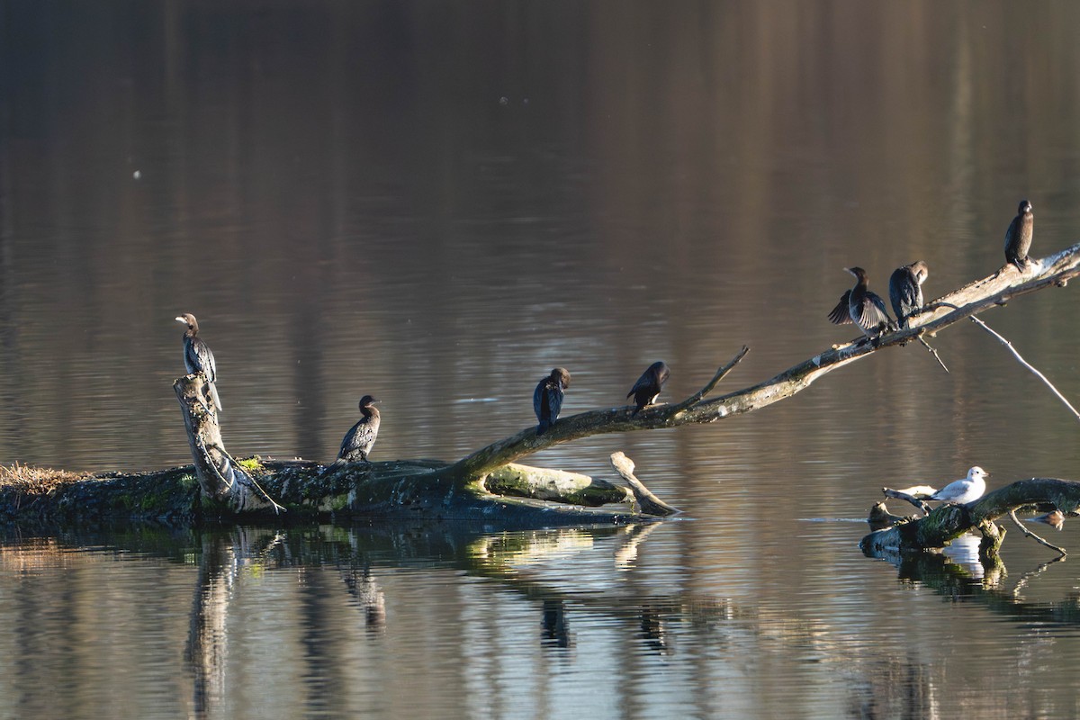 Pygmy Cormorant - ML644686108