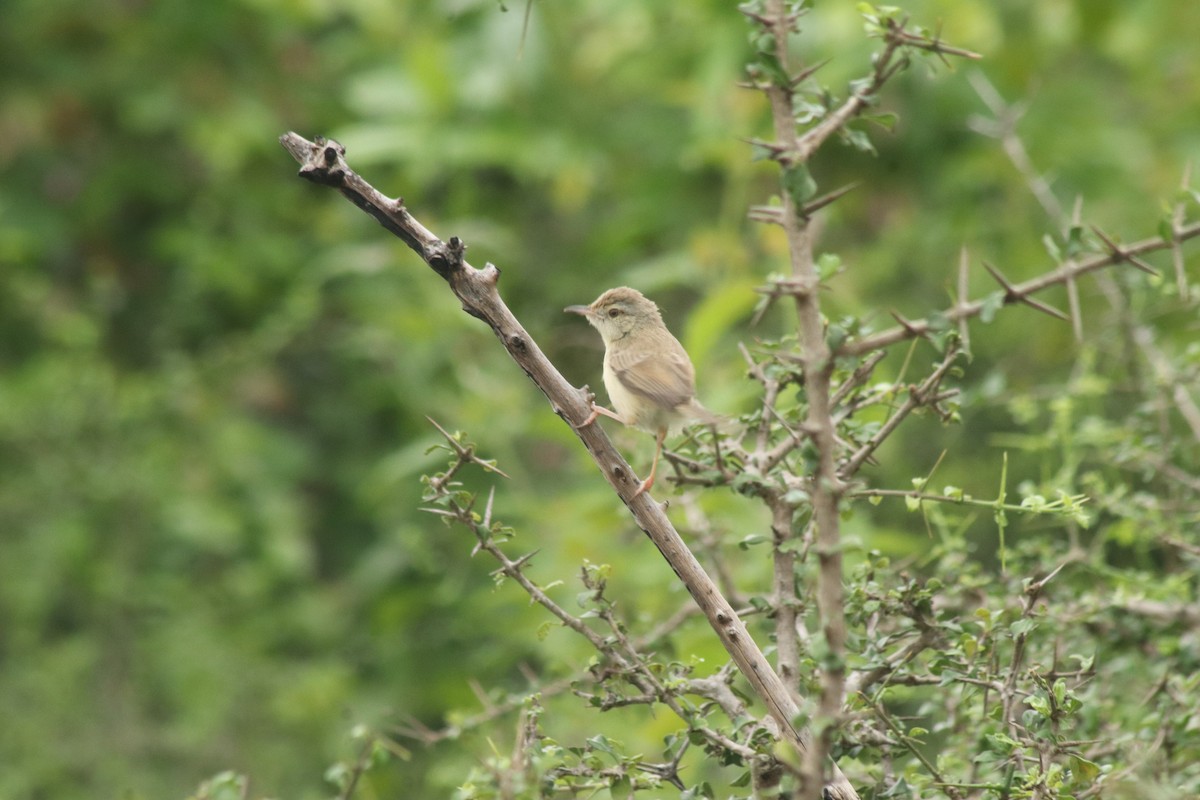 Plain Prinia - ML644686122