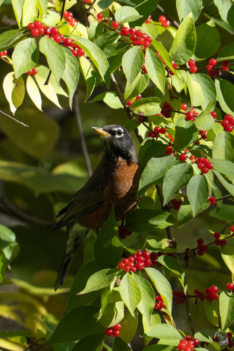 drozd stěhovavý - ML644686123