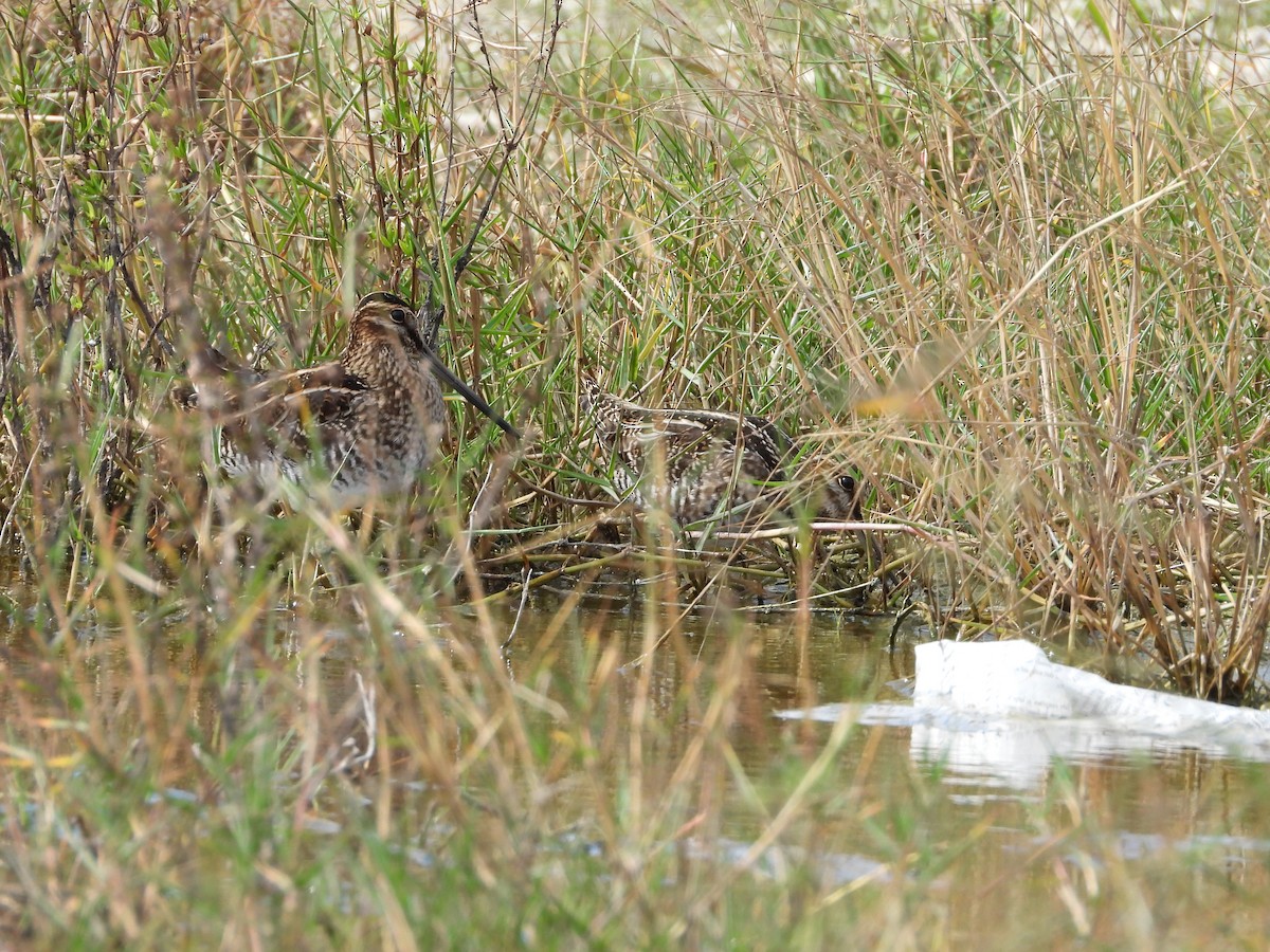 アメリカタシギ - ML644686124