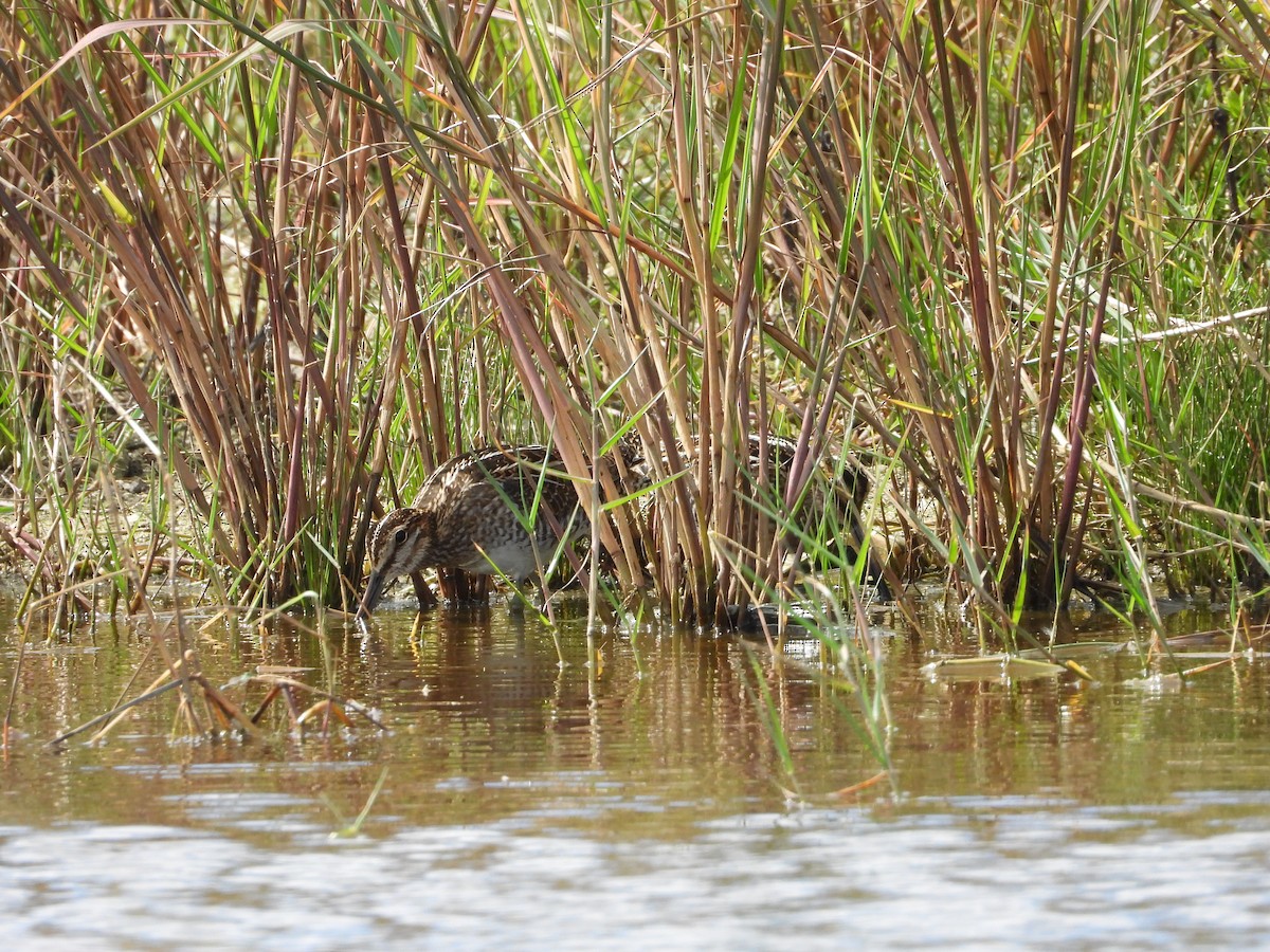 アメリカタシギ - ML644686126