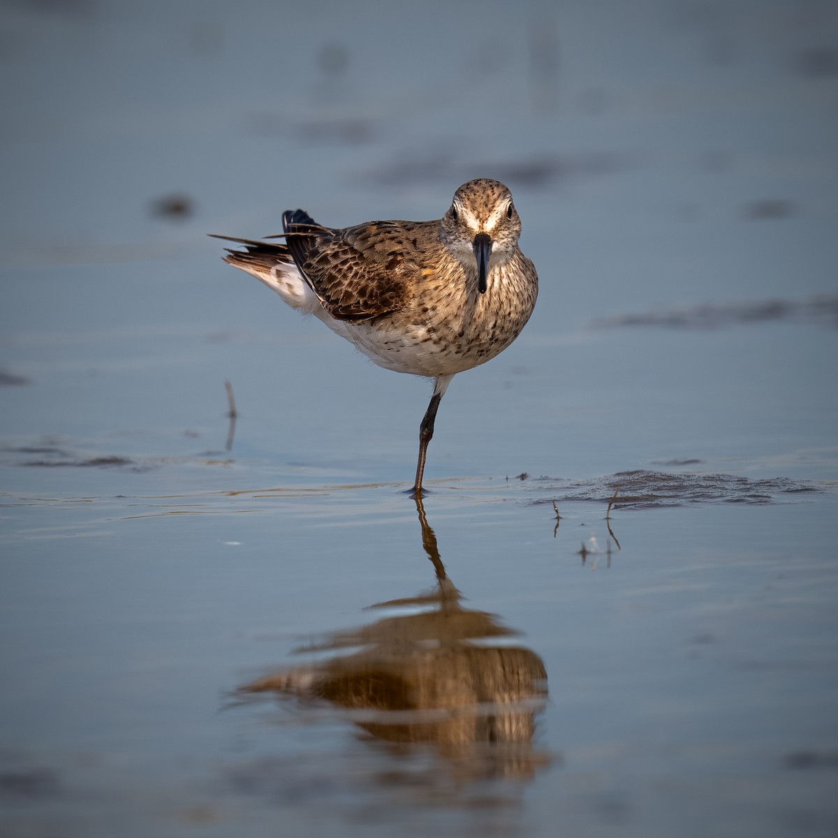 Weißbürzel-Strandläufer - ML644686131