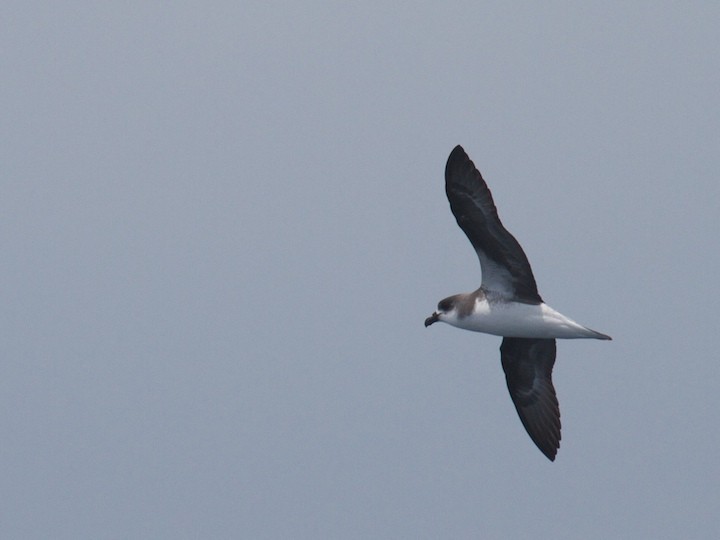 buřňák kapverdský/desertský - ML644686132