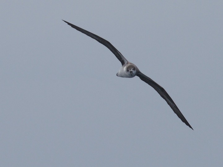 buřňák kapverdský/desertský - ML644686133