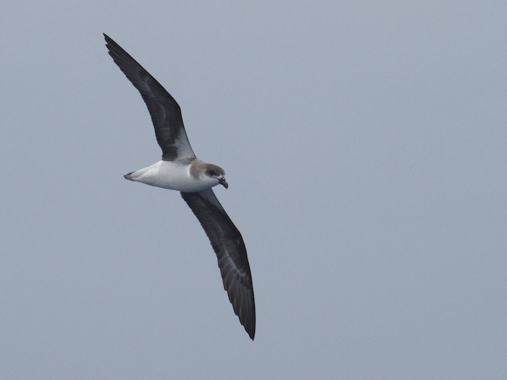 buřňák kapverdský/desertský - ML644686134