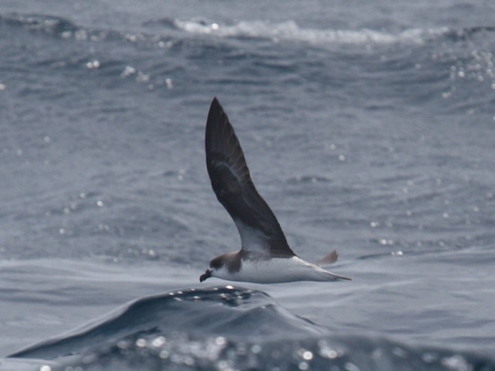 buřňák kapverdský/desertský - ML644686138