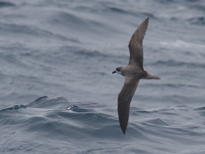 buřňák kapverdský/desertský - ML644686139