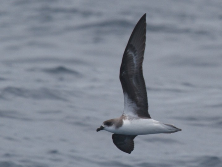 buřňák kapverdský/desertský - ML644686140