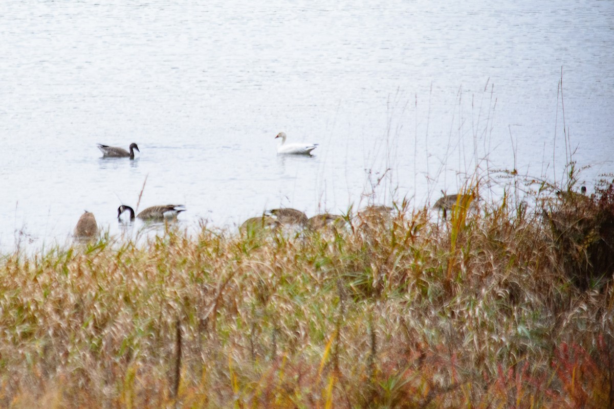 Канад галуу - ML644686145