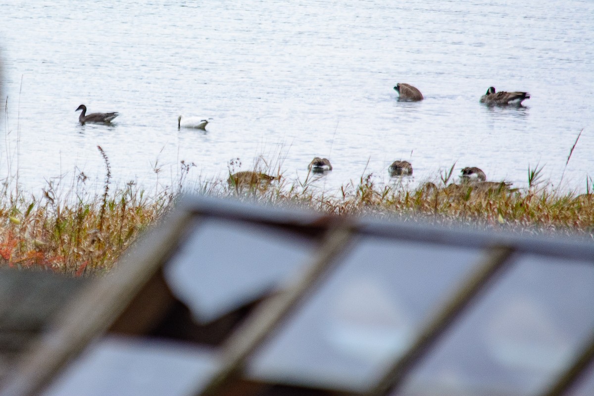 Канад галуу - ML644686146