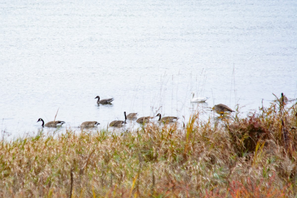 Канад галуу - ML644686148