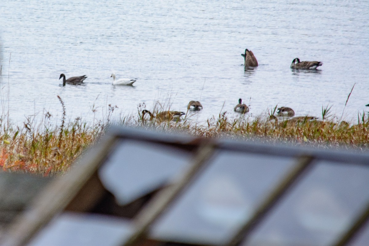 Канад галуу - ML644686150