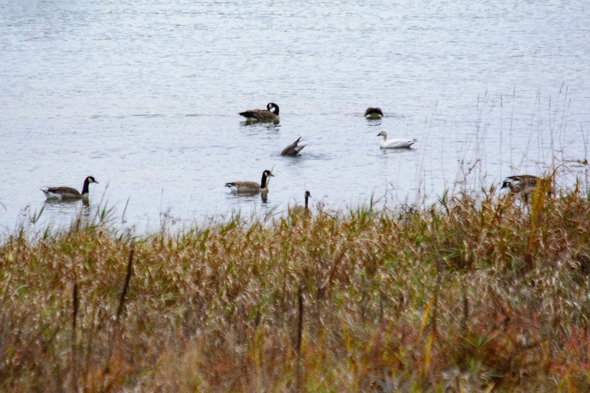 Канад галуу - ML644686151