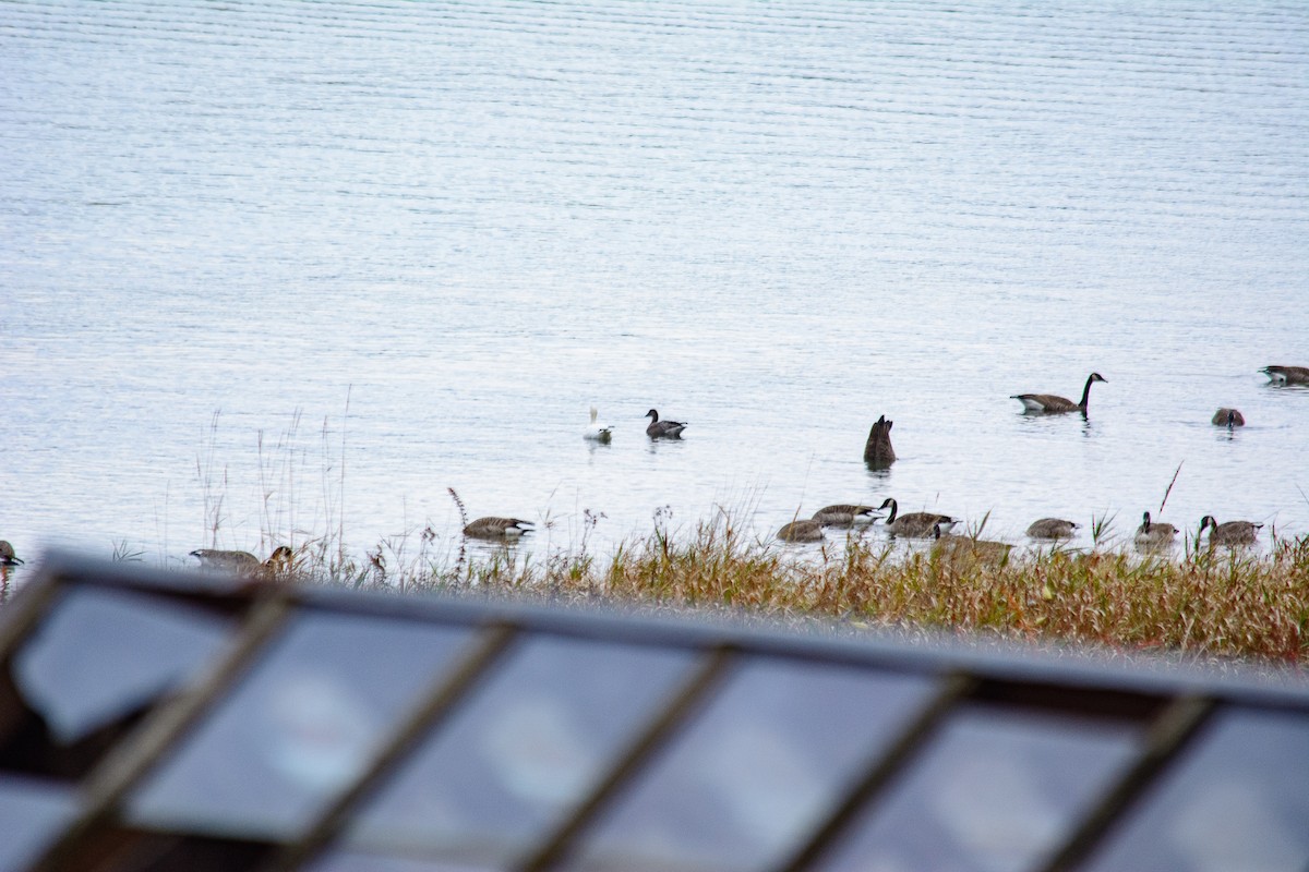 Канад галуу - ML644686152