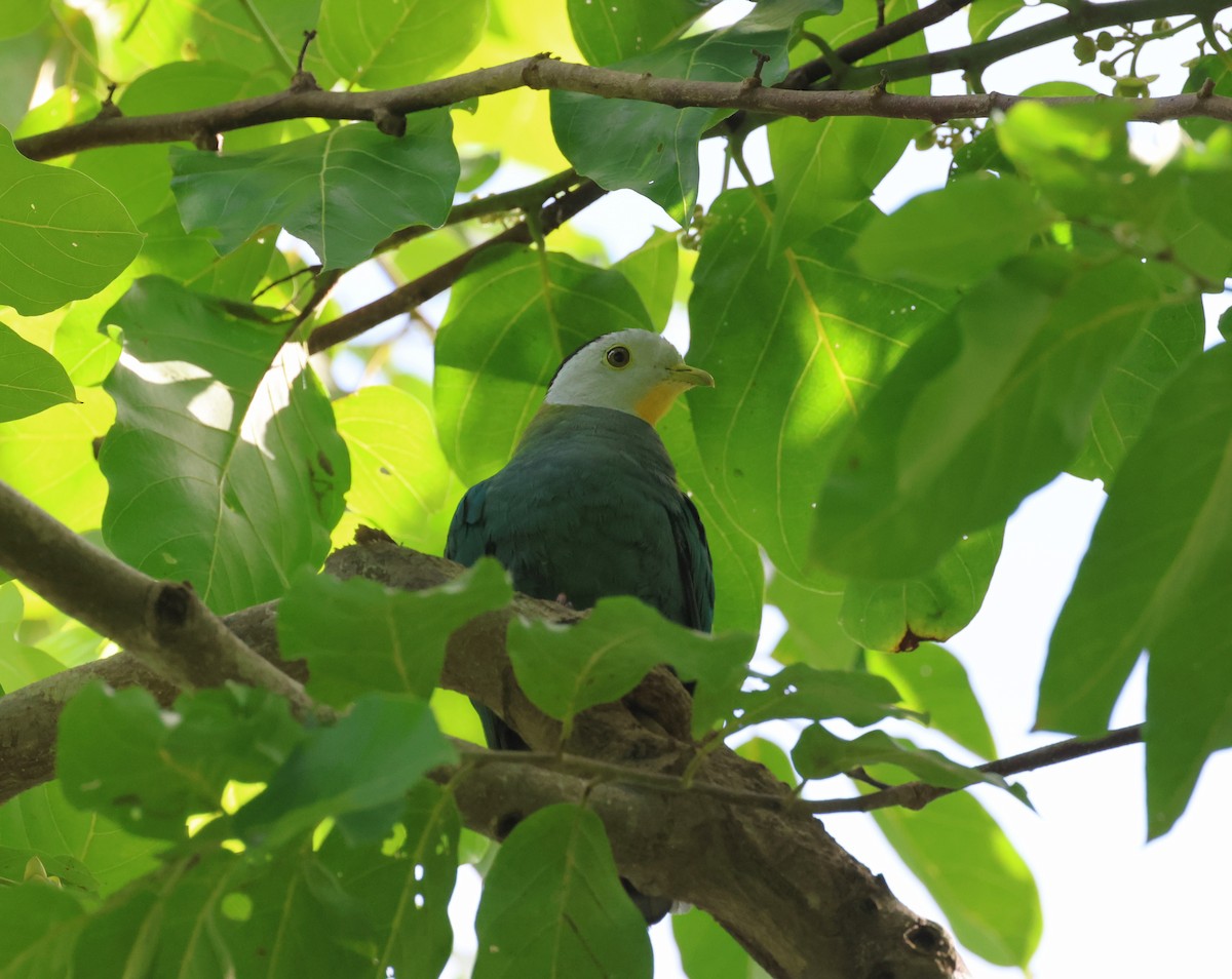 holub černošíjný - ML644686182