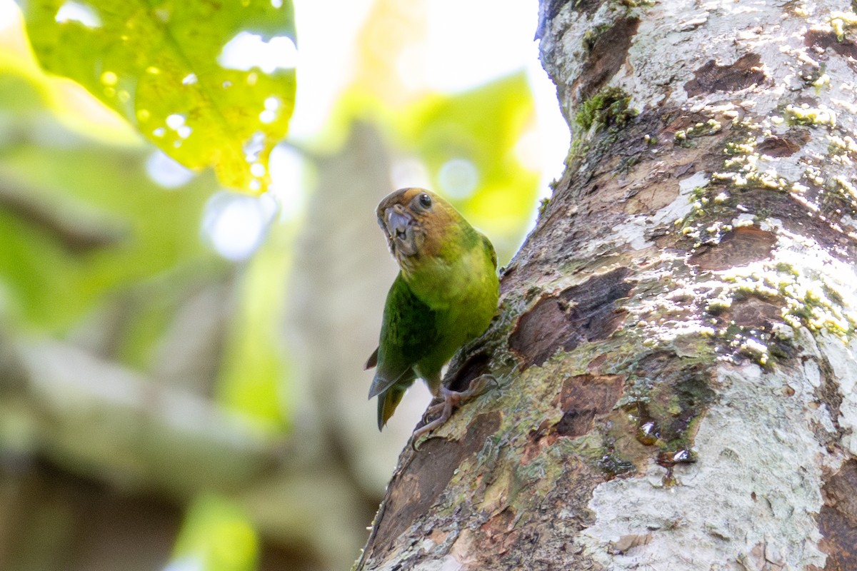 Buff-faced Pygmy-Parrot - ML644686184