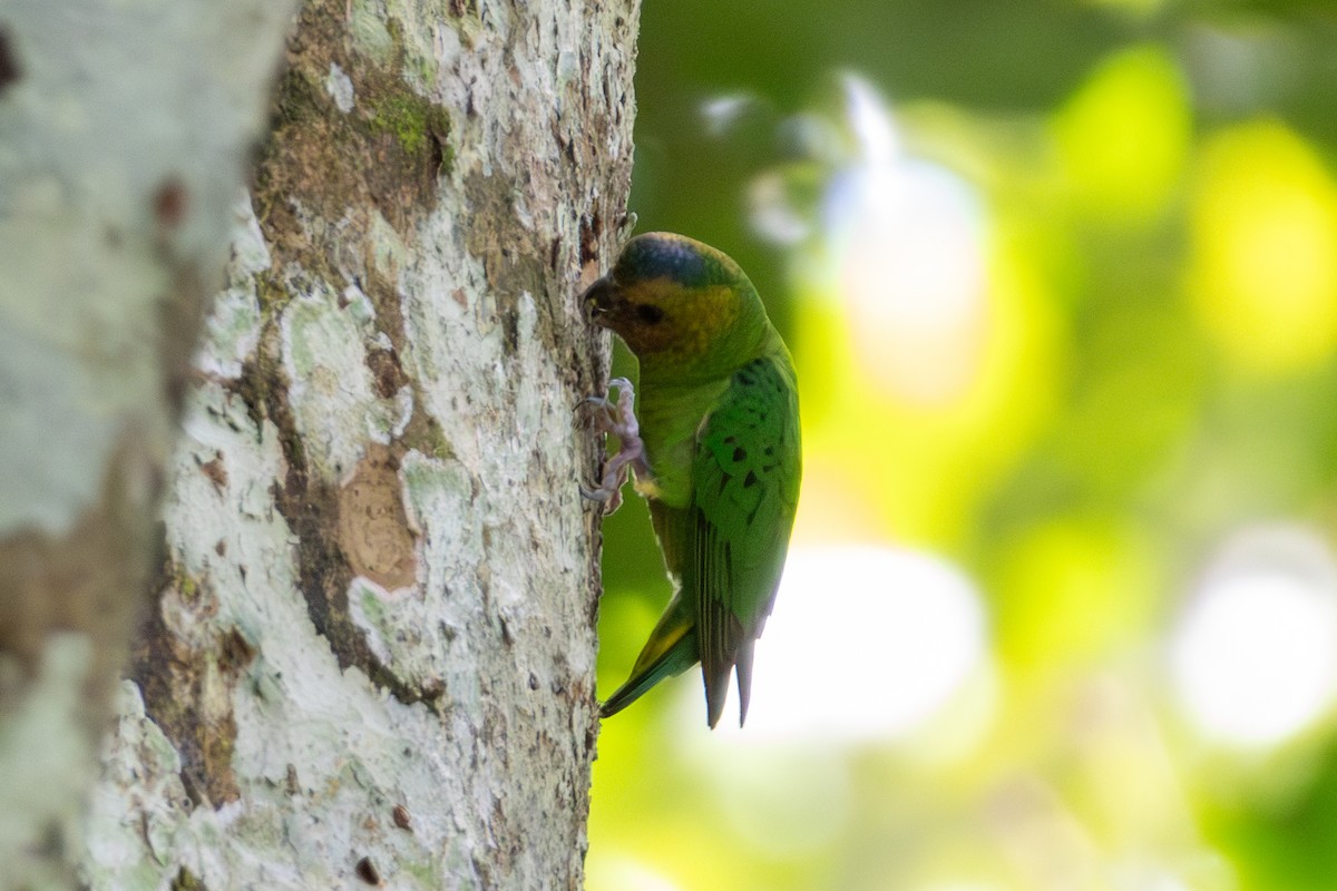 Buff-faced Pygmy-Parrot - ML644686185