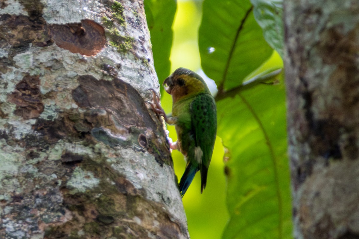Buff-faced Pygmy-Parrot - ML644686187
